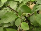 Prunus Triloba Extract 